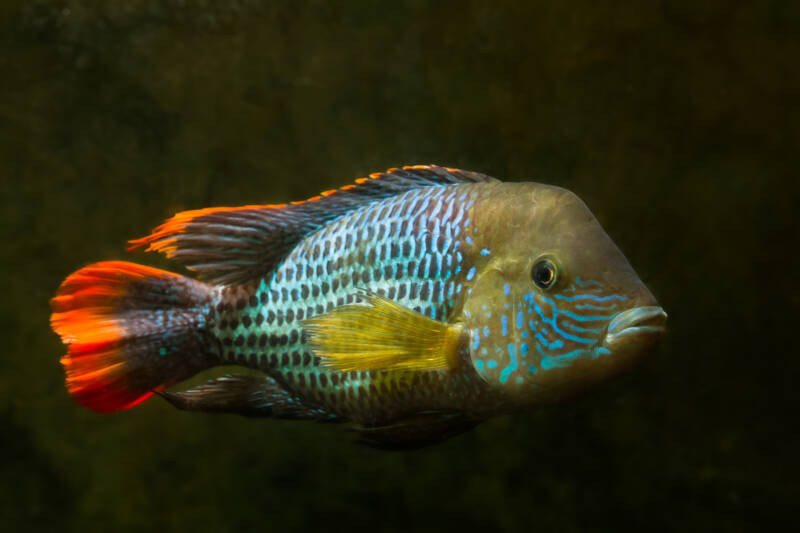 Andinoacara rivulatus commonly known as green terror or golden saum swimming on a dark background