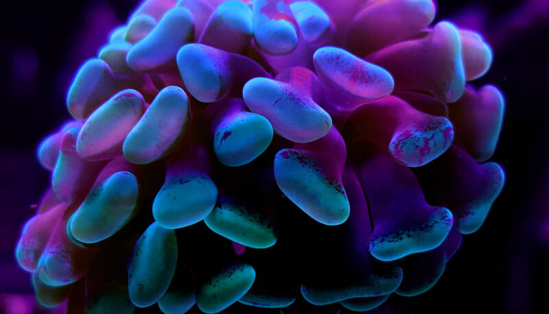 Close-up of T-shape type of hammer coral 