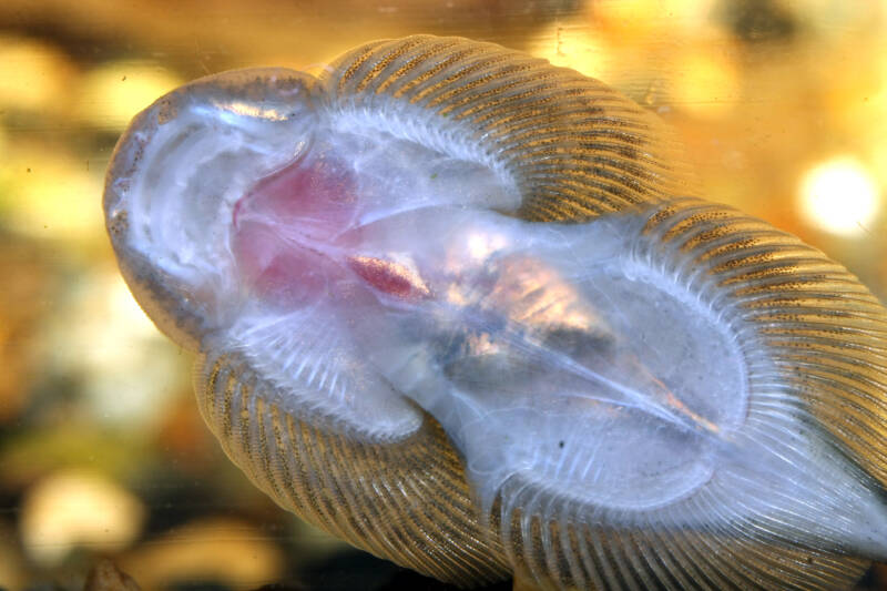 Sewellia lineolate also known as hillstream loach dwelling on aquarium glass