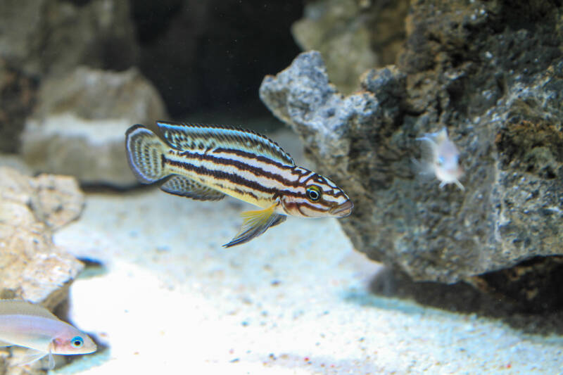 Golden Julie cichlid (Julidochromis ornatus) swimming in a community cichlid aquarium decorated with some rocks