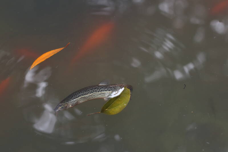 Misgurnus anguillicaudatus commonly known as weather loach swimming on the surface of a pond