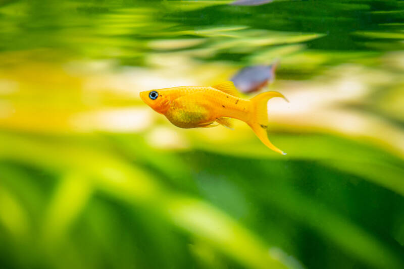 Pregnant Poecilia sphenops also known as molly swimming in a planted aquarium close to the surface