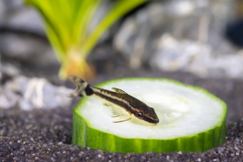 Otocinclus dwarf algae-eater is feeding on a piece of cucumber at the bottom of the aquarium