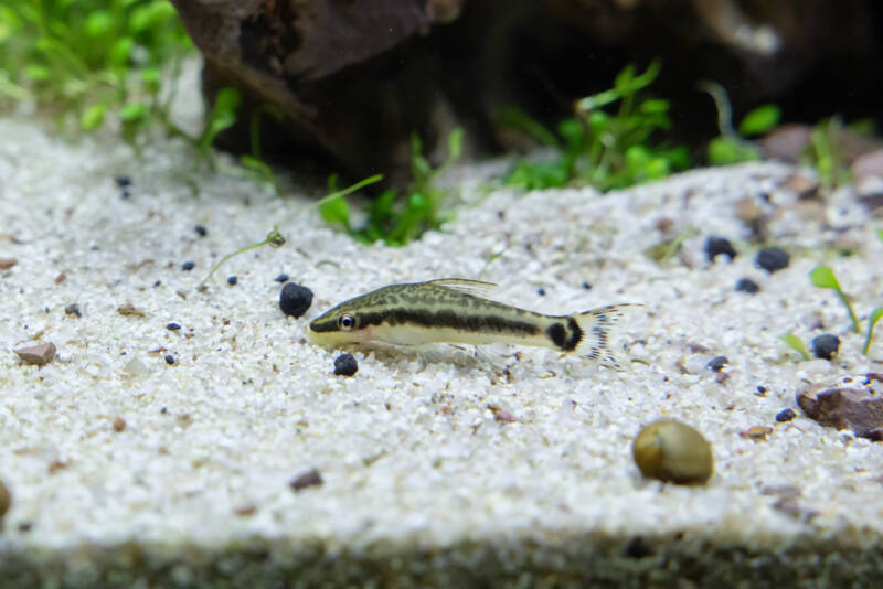 Otocinclus bottom dwelling a sandy bottom 