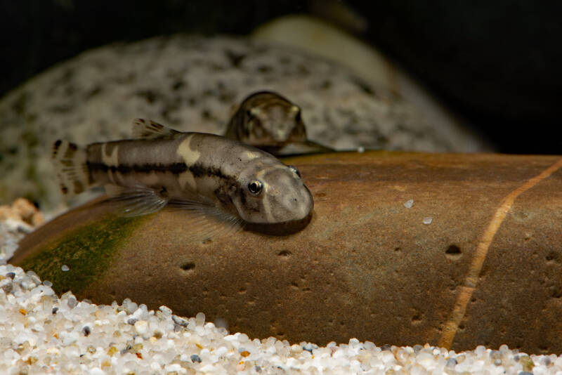 Yaoshania pachychilus commonly known as panda loaches dwelling the stone on aquarium's bottom