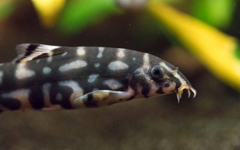 Close-up of polka-dot loach