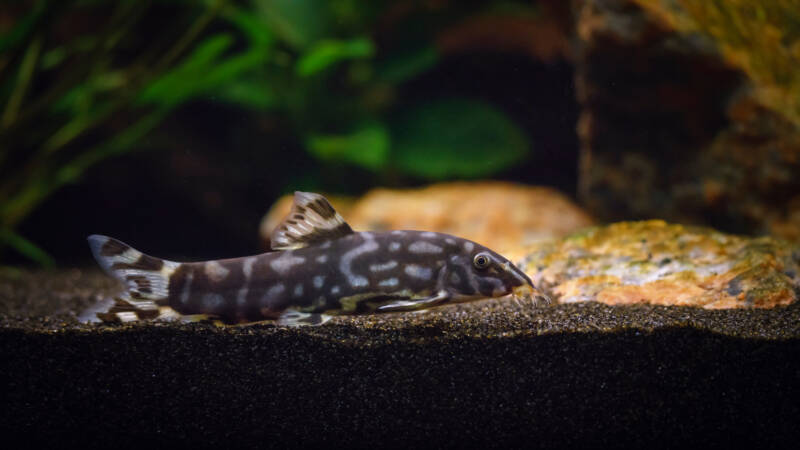 Botia kubotai also known as polka-dot loach in aquarium