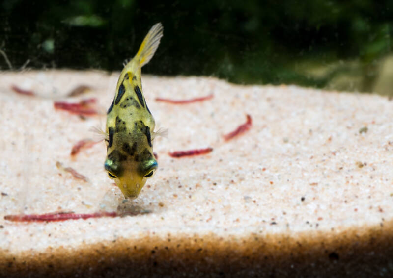 Carnivore dwarf pufferfish (Carinotetraodon travancoricus) feeding on bloodworms on the bottom of aquarium