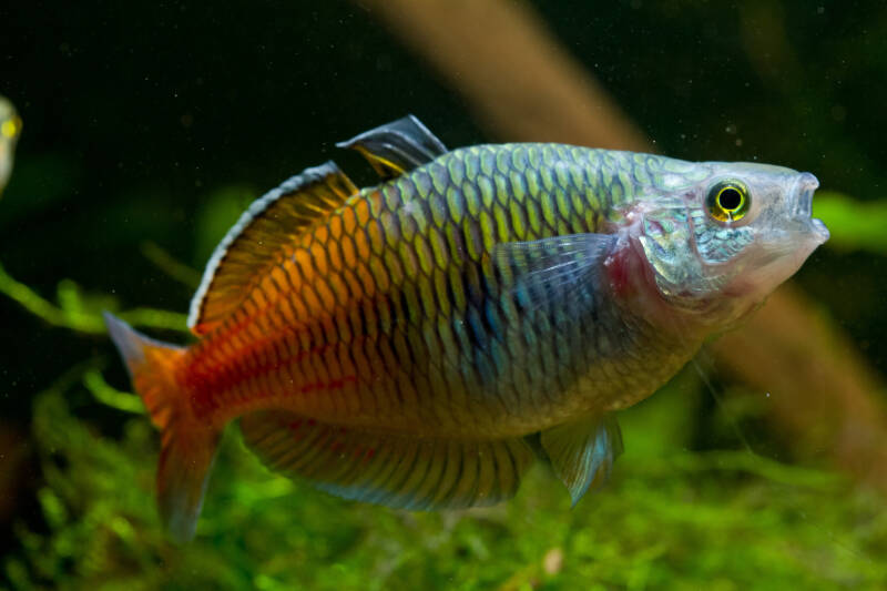 Melanotaenia boesemani also known as Boeseman's rainbowfish swimming in a planted freshwater aquarium