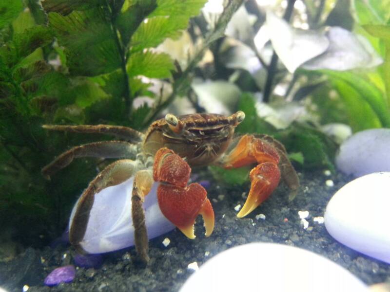 Perisesarma bidens also known as red claw crab on the bottom of an aquarium