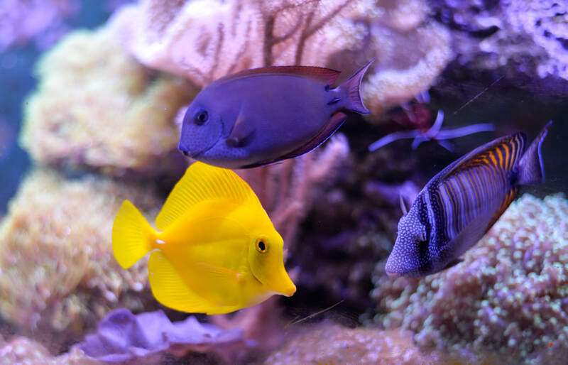 Marine fish and corals in a reef tank