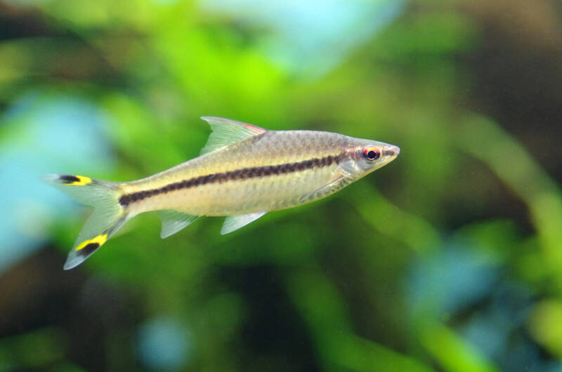 Sahyadria denisonii also known as Denison barb or roseline shark featuring fading colors swimming in a planted freshwater aquarium