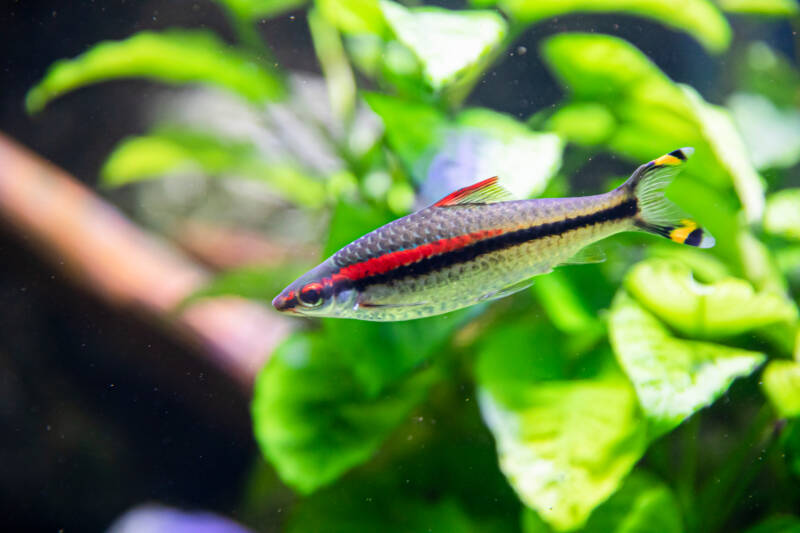 Sahyadria denisonii also known as Denison's barb or roseline shark swimming like a torpedo near aquatic plants in a freshwater aquarium