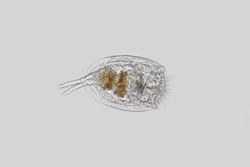 Rotifer on a grey background