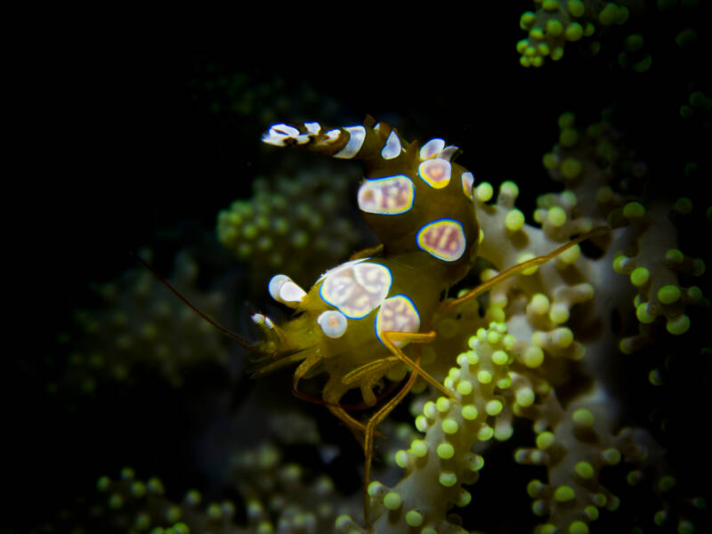 Thor amboinensis also known as sexy shrimp on a coral