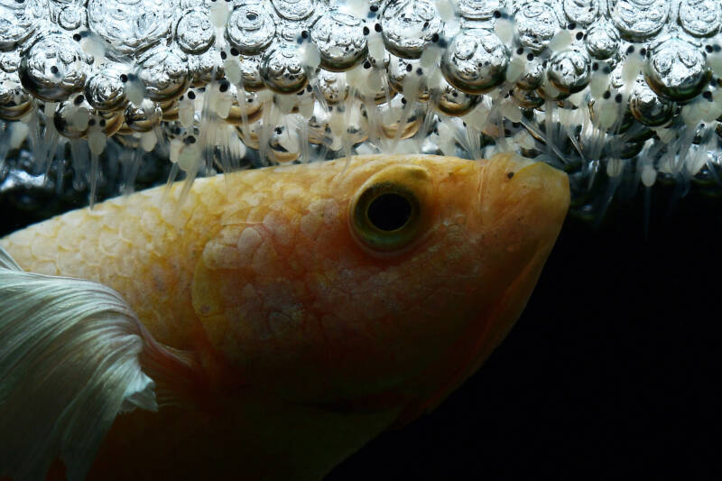 Betta splendens commonly known as Siamese male fighting fish guarding newly hatched fry near bubble nest