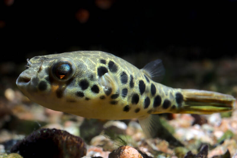 Tetraodon schoutedeni also known as spotted Congo puffer in aquarium