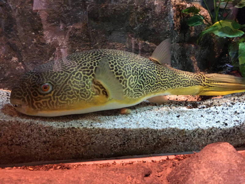 Tetraodon mbu also known as MBU pufferfish laying on a sandy substrate in a freshwater aquarium