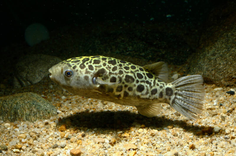 Tetraodon nigroviridis also known as green spotted puffer swimming in a brackish aquarium with a sandy bottom