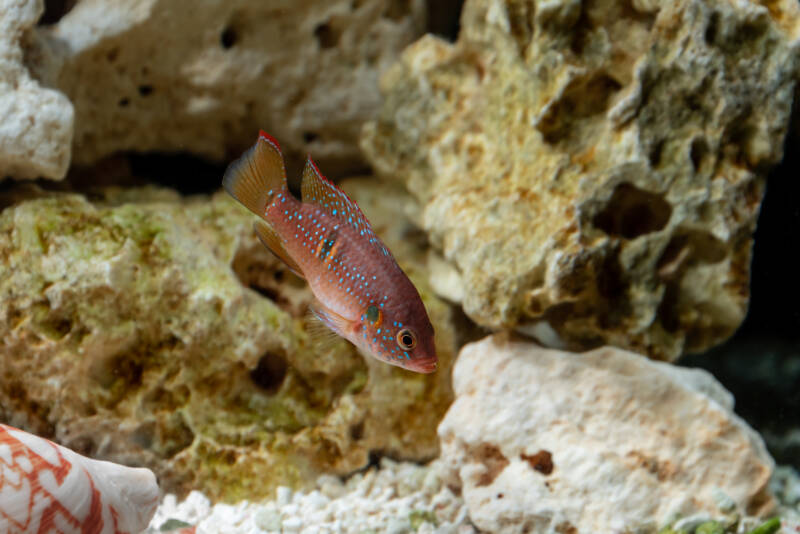 Jewel cichlid swimming close to Texas holey rock in freshwater aquarium