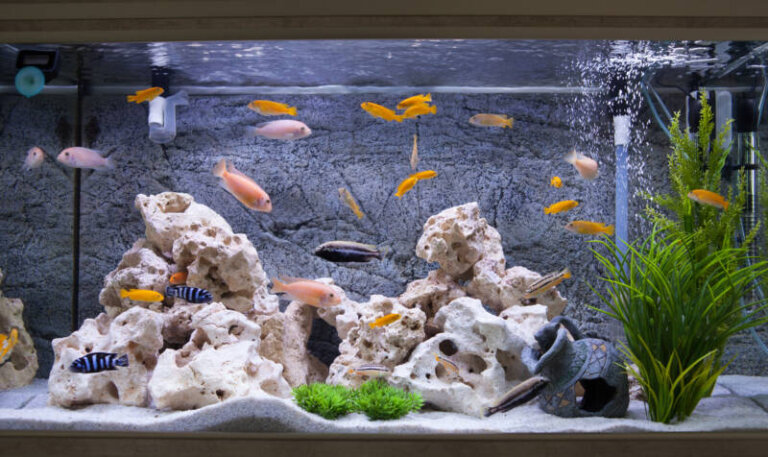 Best Rocks for Cichlid Tanks: Aquascaping Tips and Options