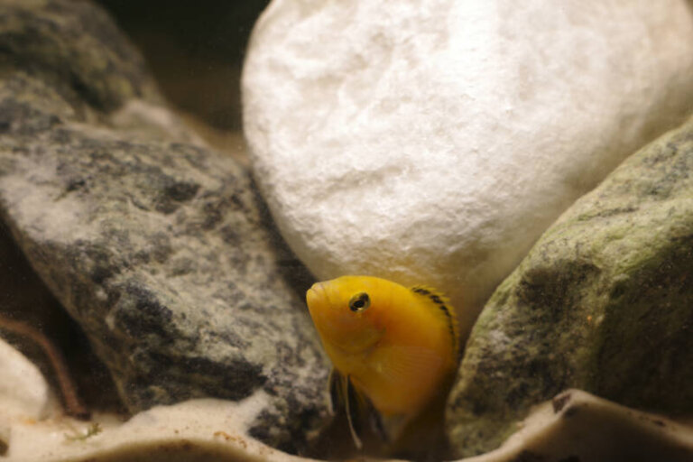Best Rocks for Cichlid Tanks: Aquascaping Tips and Options