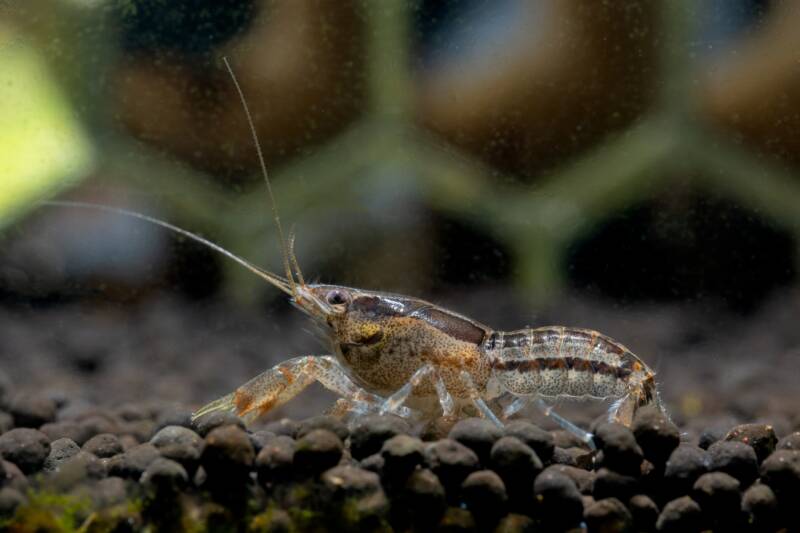 Cambarellus texanus also known as brazos dwarf crayfish crawling on aquatic soil to look for food with other decoration as background in freshwater aquarium tank