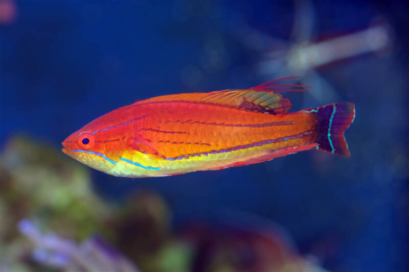 Paracheilinus carpenteri commonly known as carpenter’s flasher wrasse swimming in a saltwater aquarium