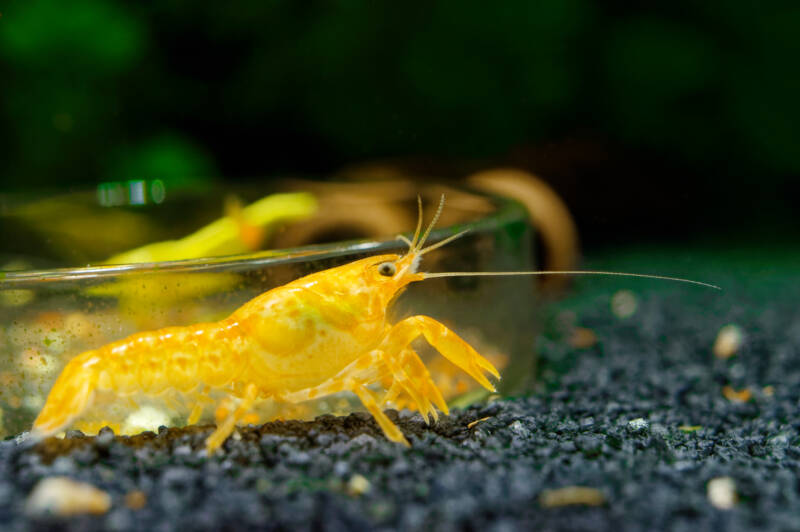 Cambarellus patzcuarensis also known as orange dwarf crayfish crawling on the bottom of a freshwater aquarium