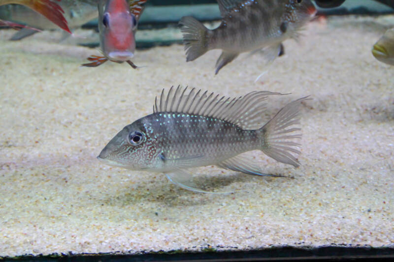 Satanoperca jurupari also known as demon eatheater cichlid swimming close to a sandy bottom in a community aquarium