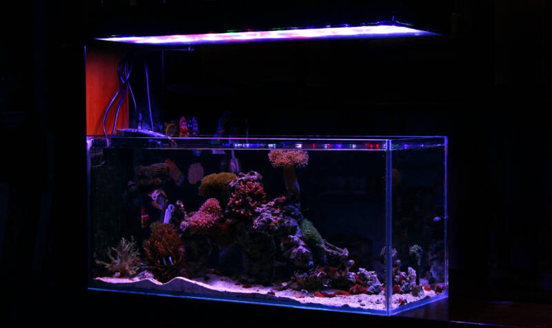 Display saltwater aquarium with a open top and suspended lighting system