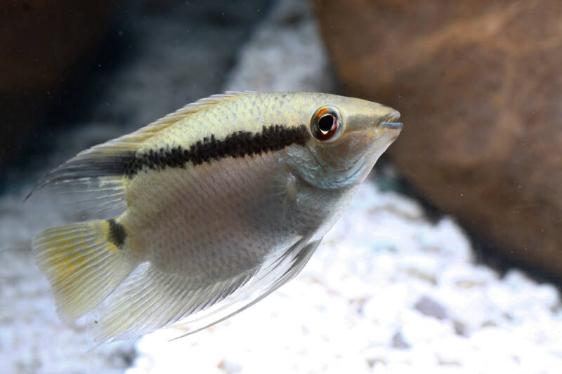 Mesonauta festivus commonly known as festivum cichlid swimming towards the surface in aquarium