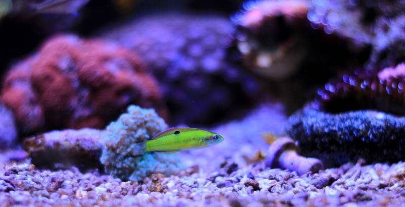 Green moon wrasse in a reef tank