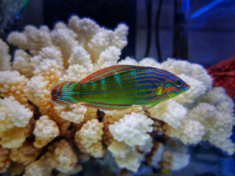 Halichoeres melanurus commonly known as Hoeven's,wrasse swimming close to a coral in a reef tank