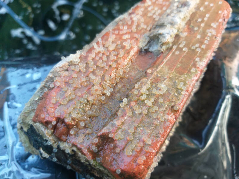 Koi fish eggs perched on red bricks during spawning season