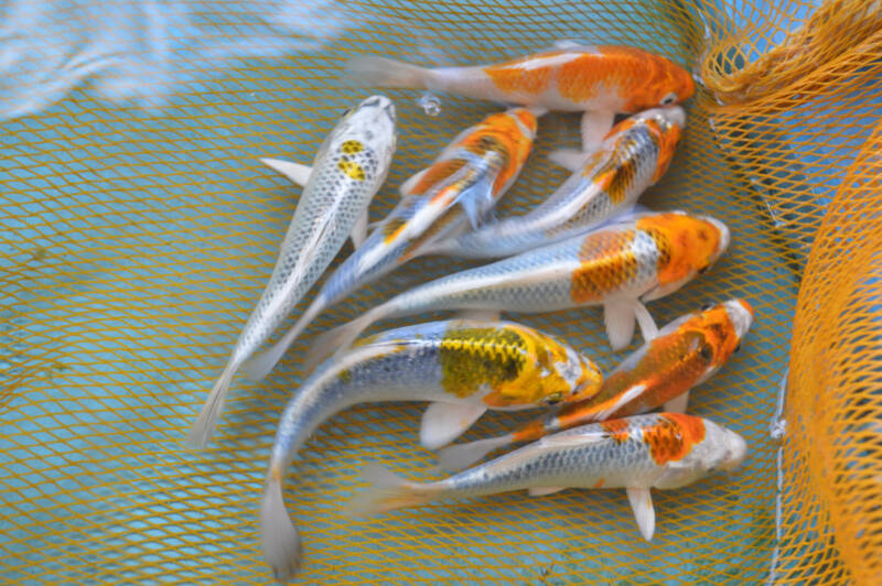 Koi fry in a net