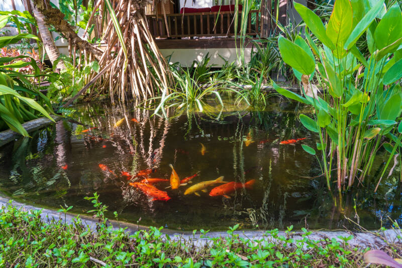 Pond setup with koi fish