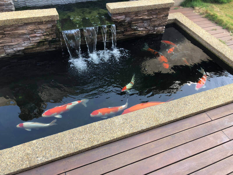 Koi pond setup with a waterfall