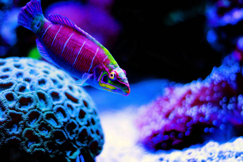 Pseudocheilinus ocellatus commonly known as mystery wrasse swimming towards the bottom in a reef tank