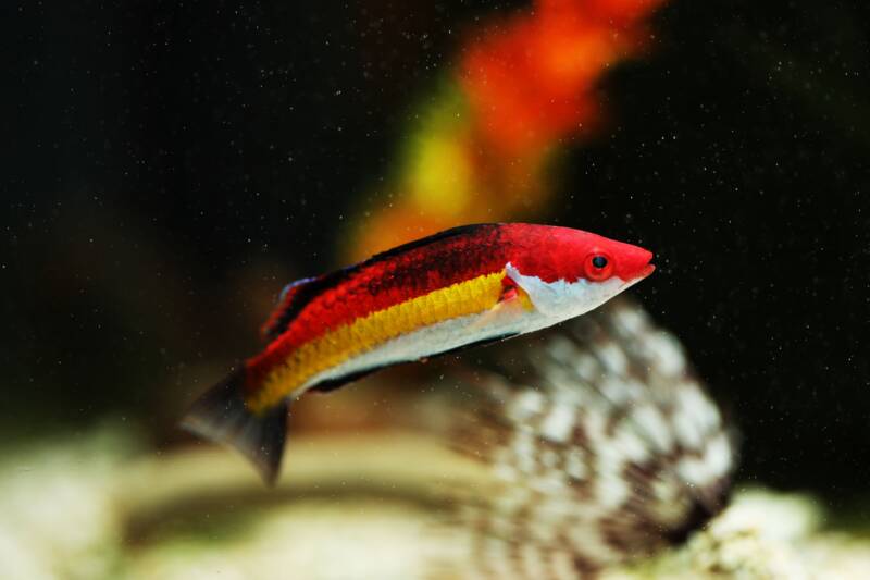 Cirrhilabrus naokoae commonly known as Naoko’s fairy wrasse swimming in a marine aquarium