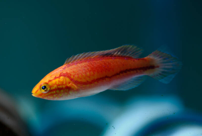 Cirrhilabrus isosceles commonly known as pintail fairy wrasse swimming on a dark background