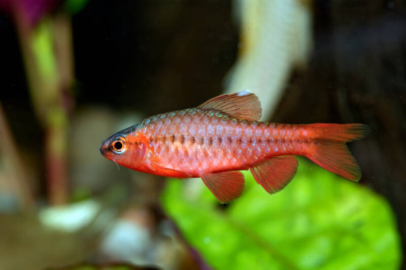 Puntius titteya commonly known as cherry barb swimming in a planted aquarium