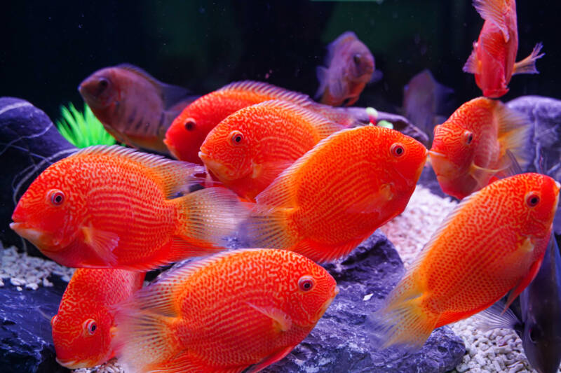 Shoal of Heros efasciatus commonly known as red spotted severums swimming in aquarium