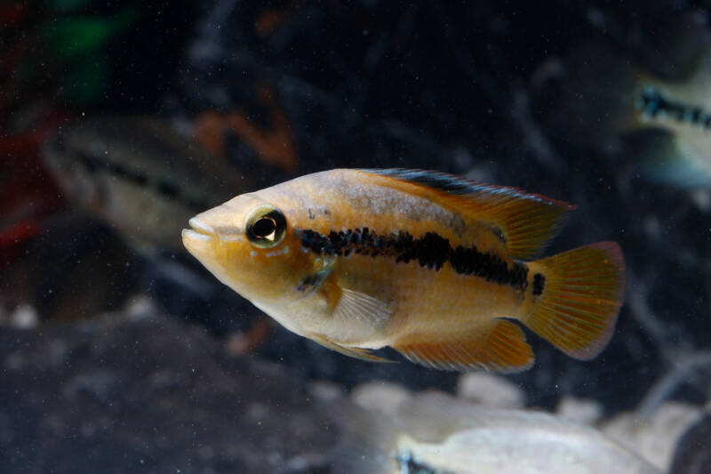 Cichlasoma salvini commonly known as salvini cichlid swimming towards the surface in aquarium