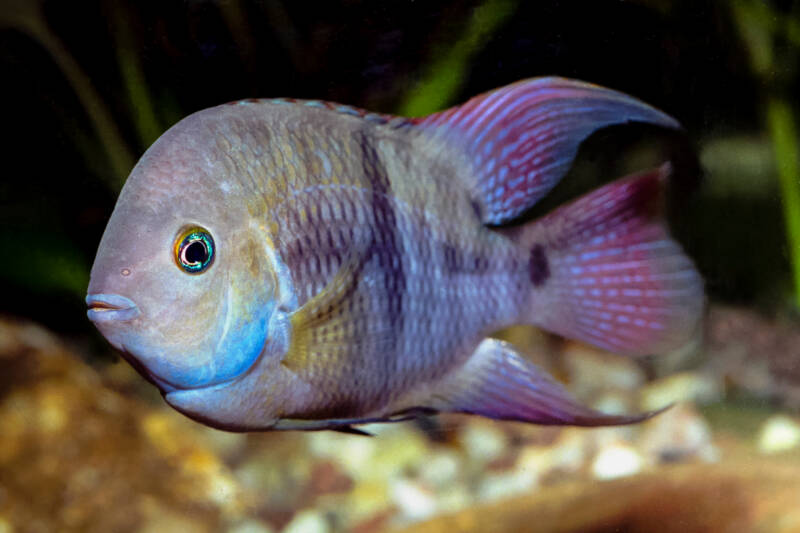 Cryptoheros sajica also known as T-bar cichlid swimming in aquarium