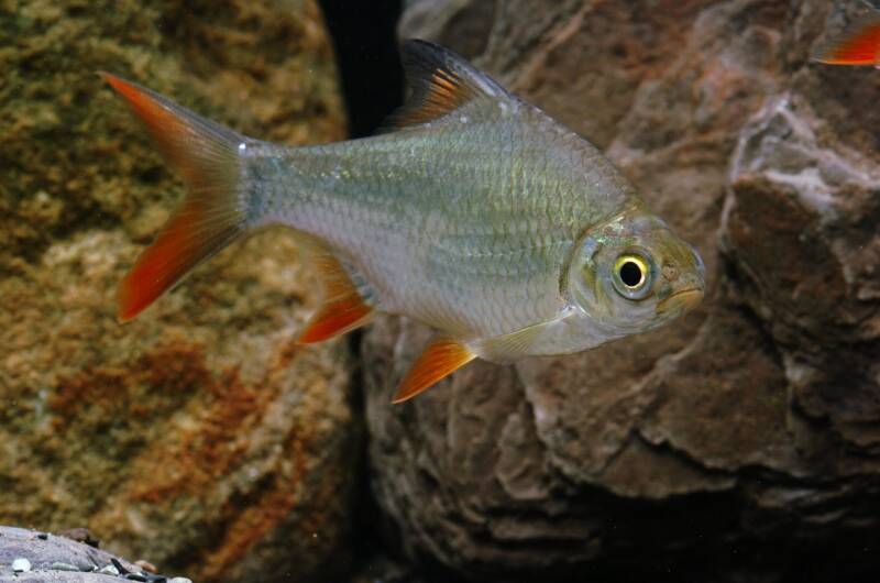 Barbonymus schwanenfeldii commonly known tinfoil barb swimming against the rocks in a freshwater aquarium