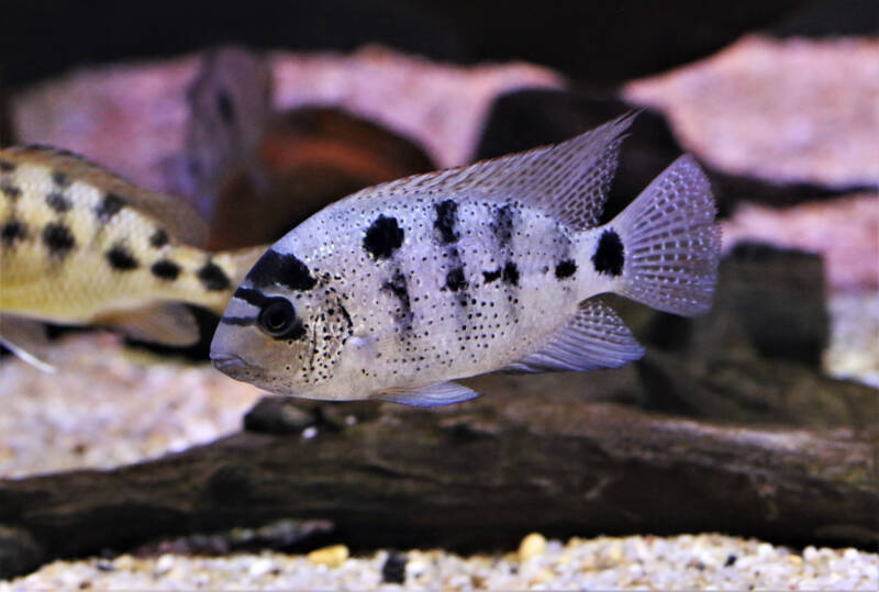 Vieja argentea from vieja genus swimming in a community aquarium