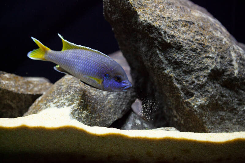 Pseudotropheus acei commonly known as acei cichlid swimming near the rocks on the sandy bottom of aquarium