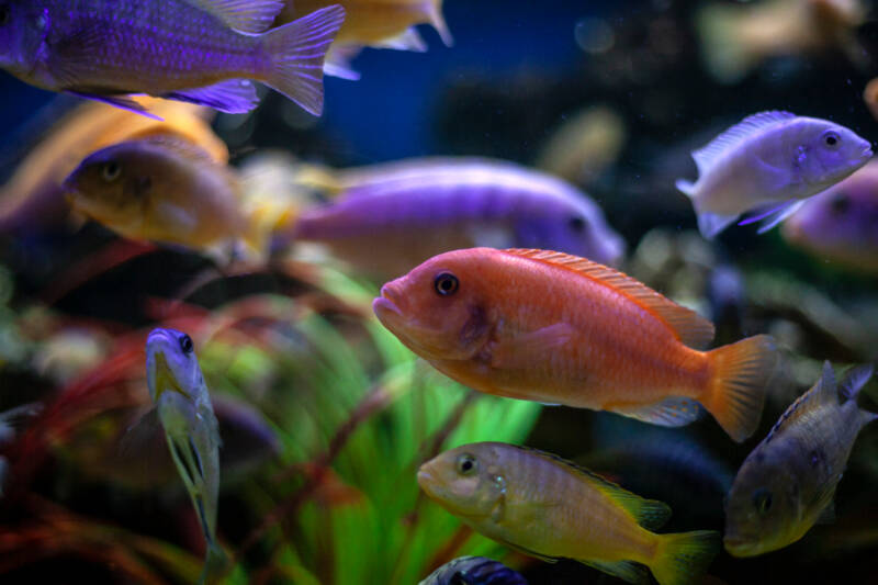 African cichlids aquarium