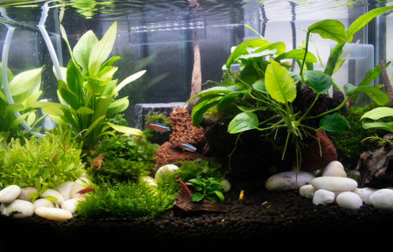 Planted freshwater aquarium